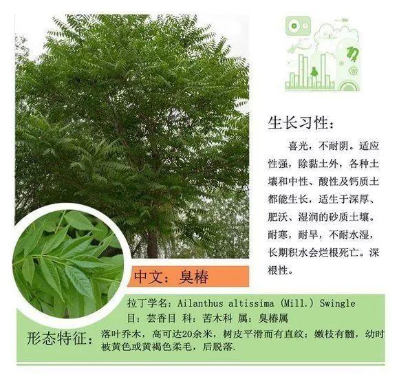 124种植物名称及属性汇总-园林景观