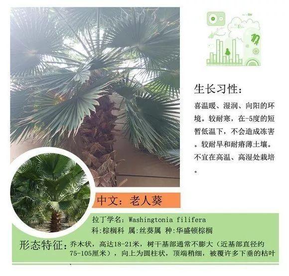 124种植物名称及属性汇总-园林景观