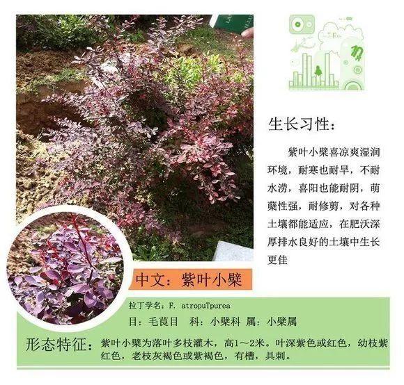 124种植物名称及属性汇总-园林景观
