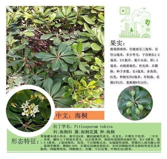 124种植物名称及属性汇总-园林景观