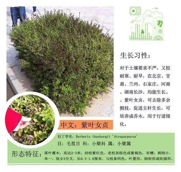 124种植物名称及属性汇总-园林景观