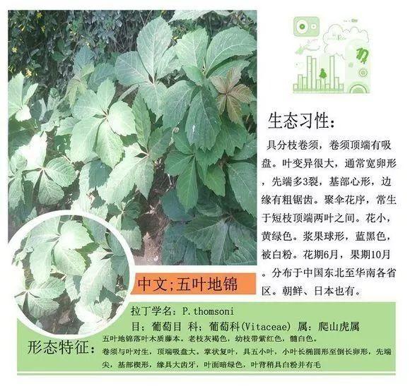 124种植物名称及属性汇总-园林景观