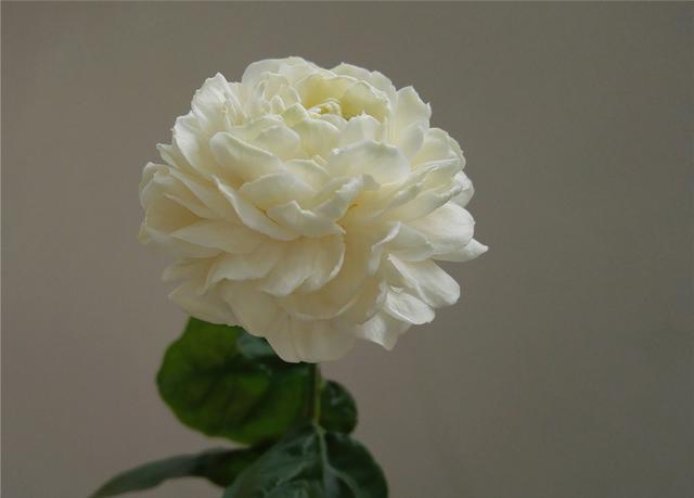 虎头茉莉花很怕冷，过冬有妙招，叶子翠绿不发黄