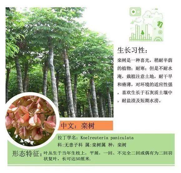 124种植物名称及属性汇总-园林景观