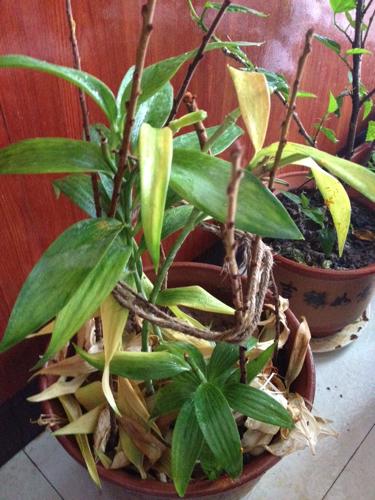 菜市场买斤“小雪球”，种出满盆百合花，现在种，春节就盛开