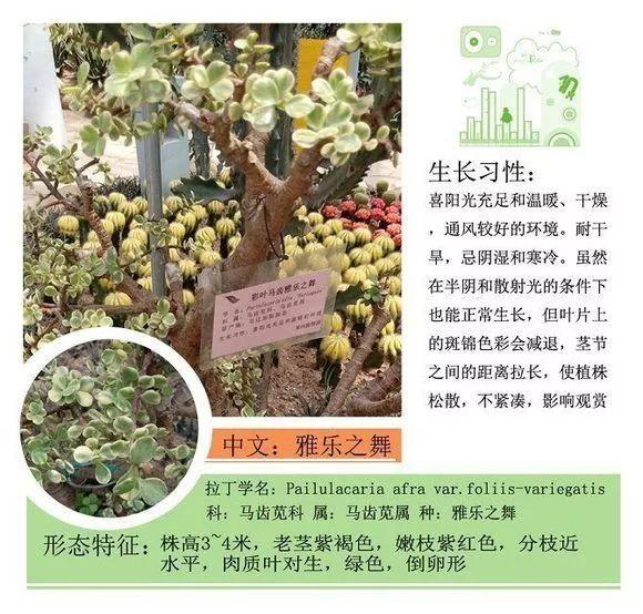 124种植物名称及属性汇总-园林景观