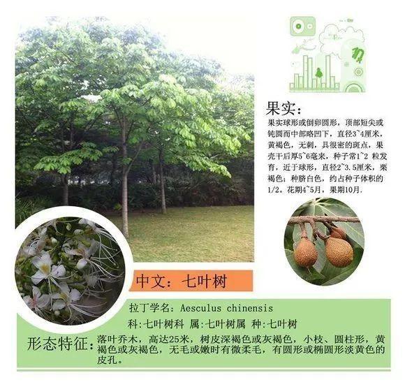 124种植物名称及属性汇总-园林景观