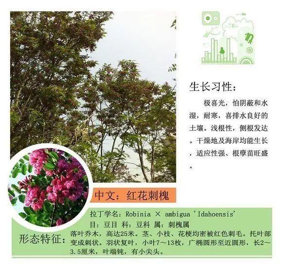 124种植物名称及属性汇总-园林景观