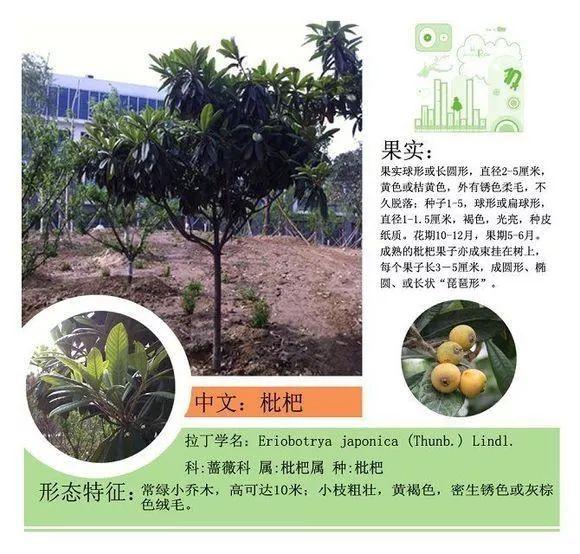 124种植物名称及属性汇总-园林景观
