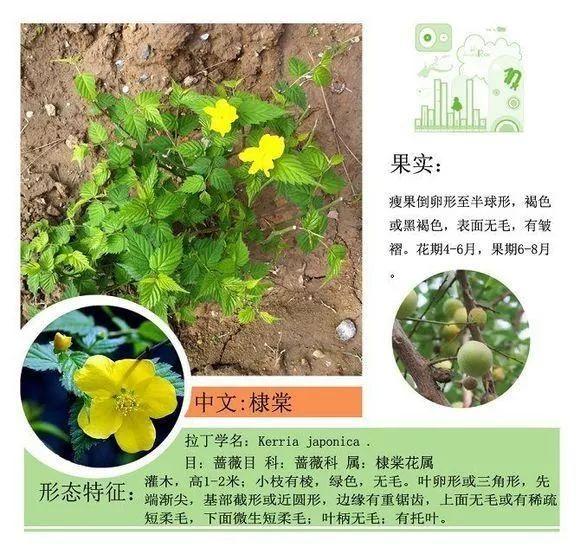 124种植物名称及属性汇总-园林景观