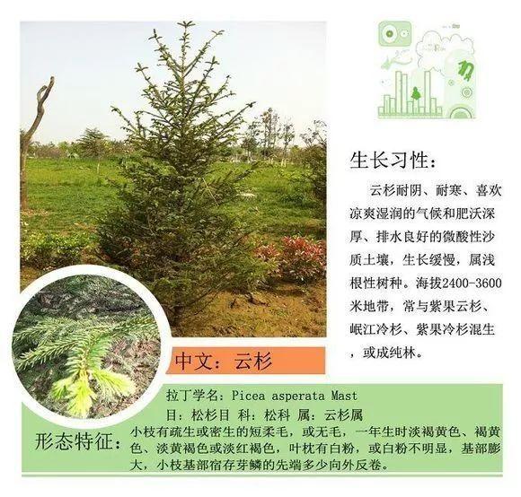 124种植物名称及属性汇总-园林景观