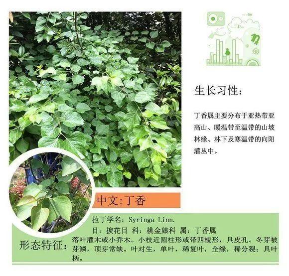 124种植物名称及属性汇总-园林景观