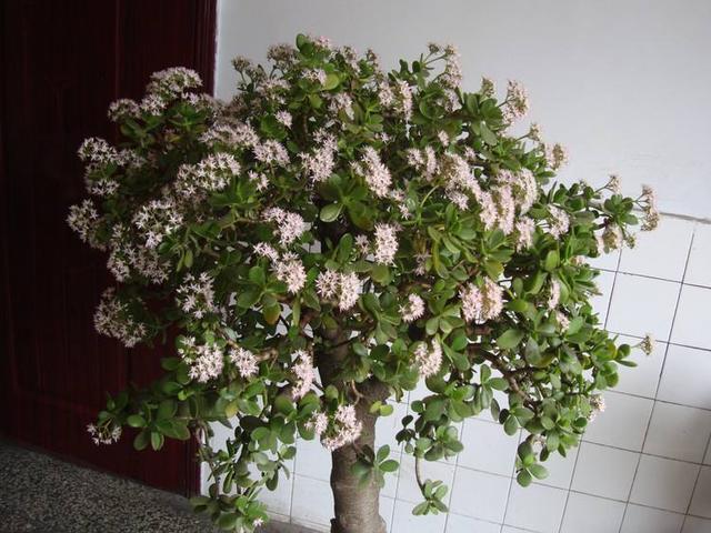 能成“传家宝”的4种花，越老越好看，你家有几种？