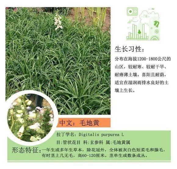 124种植物名称及属性汇总-园林景观