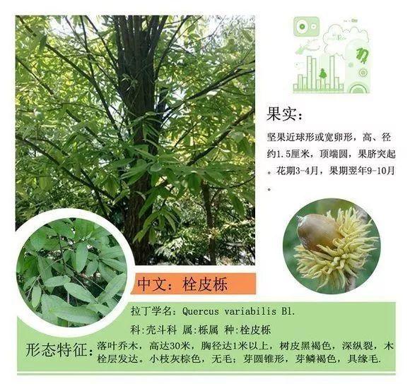 124种植物名称及属性汇总-园林景观