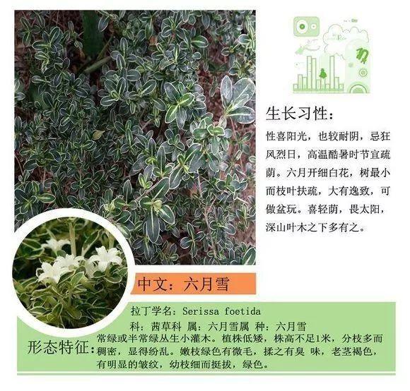 124种植物名称及属性汇总-园林景观