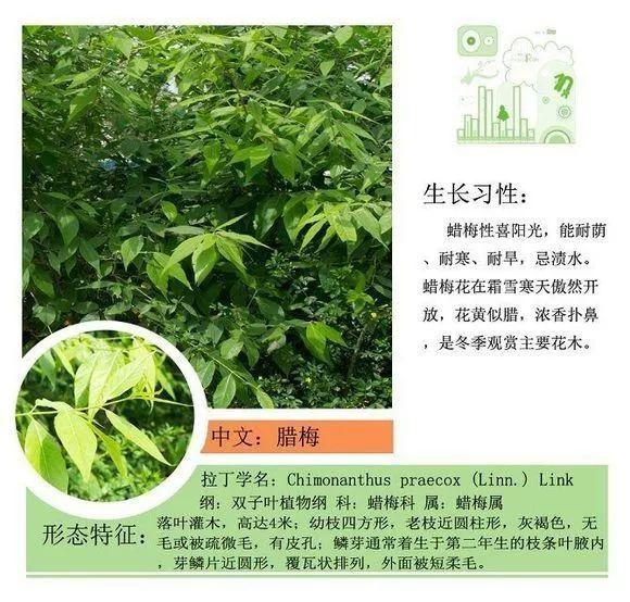 124种植物名称及属性汇总-园林景观