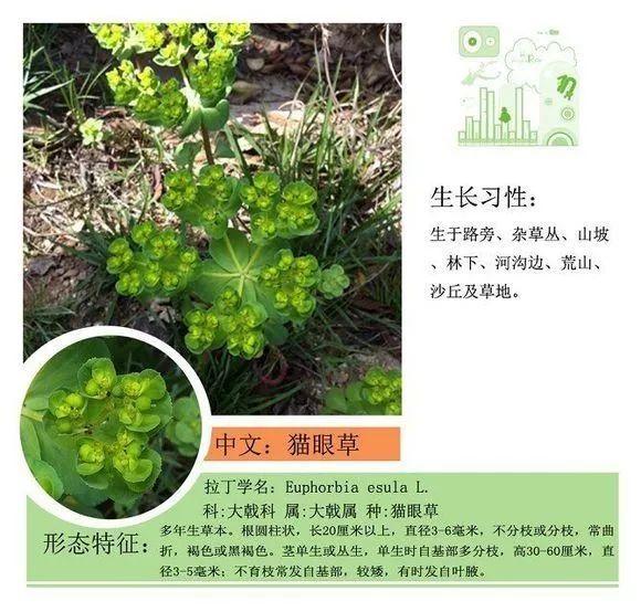 124种植物名称及属性汇总-园林景观