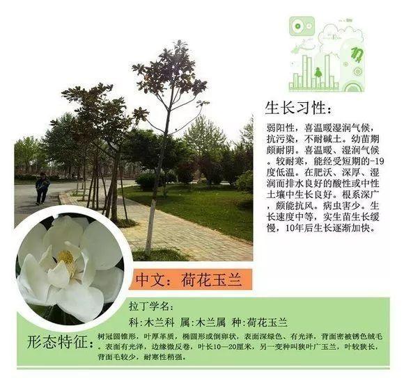 124种植物名称及属性汇总-园林景观