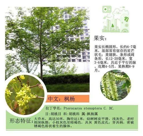 124种植物名称及属性汇总-园林景观