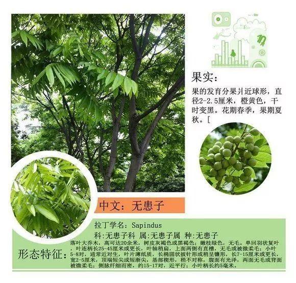124种植物名称及属性汇总-园林景观