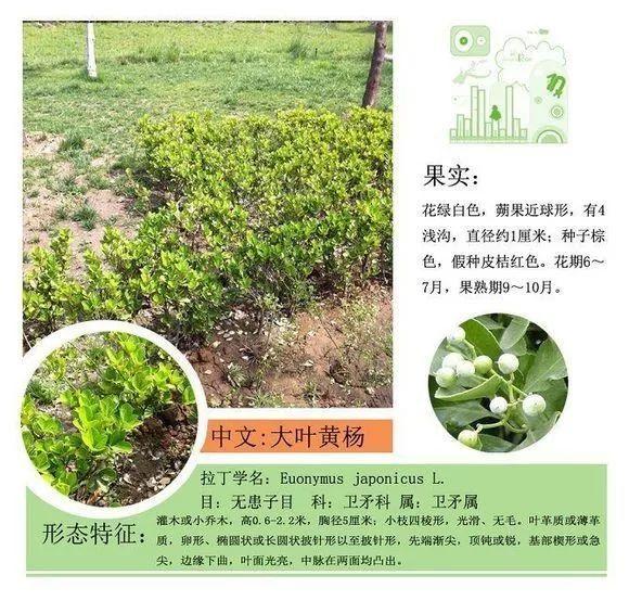 124种植物名称及属性汇总-园林景观
