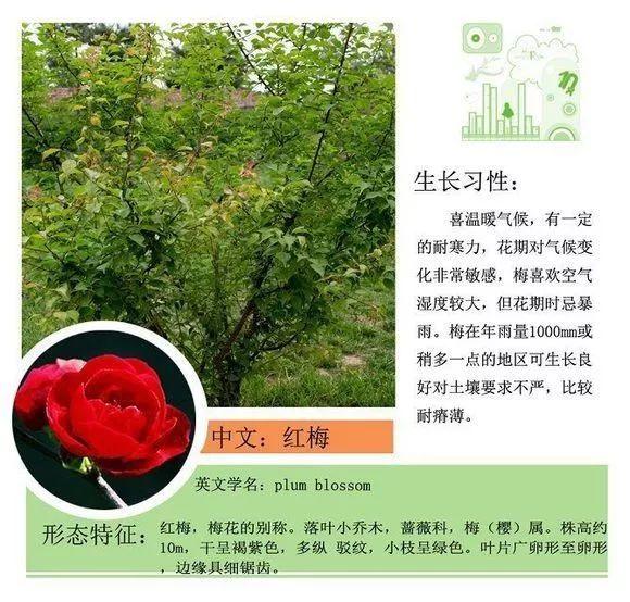 124种植物名称及属性汇总-园林景观