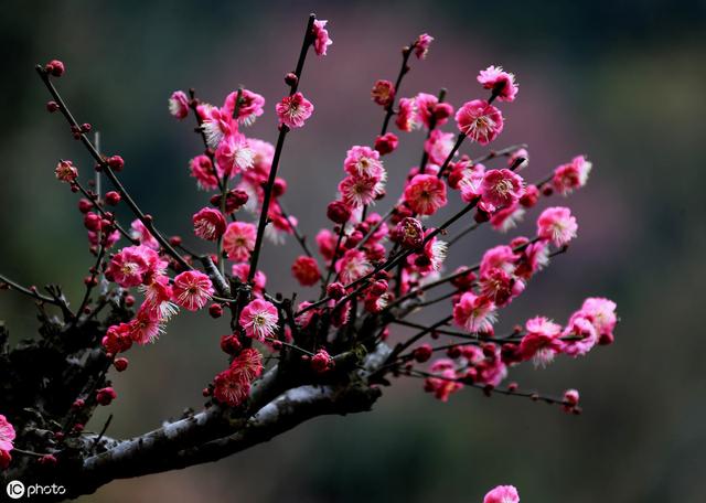 3种盆栽花卉别随便送人，小心送出来“不开心”