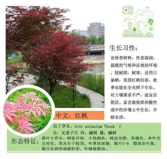 124种植物名称及属性汇总-园林景观