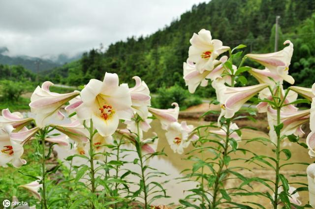 菜市场买斤“小雪球”，种出满盆百合花，现在种，春节就盛开