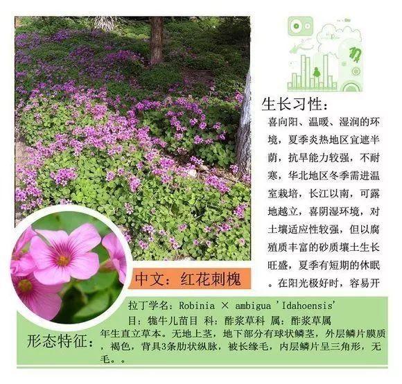 124种植物名称及属性汇总-园林景观