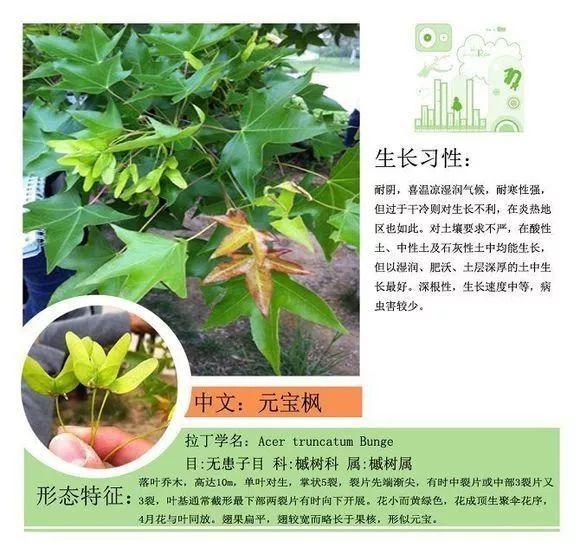 124种植物名称及属性汇总-园林景观