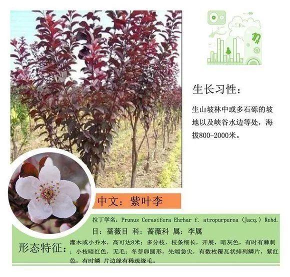 124种植物名称及属性汇总-园林景观