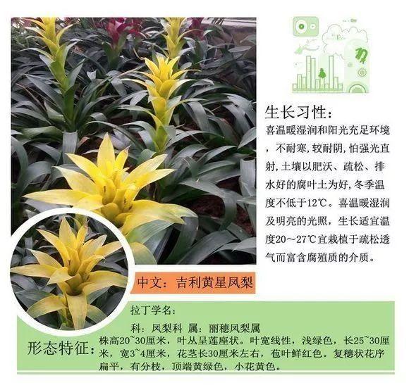 124种植物名称及属性汇总-园林景观