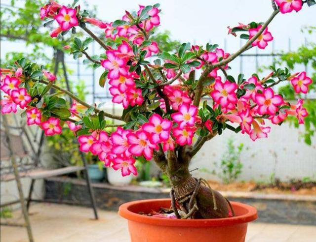 冬天养沙漠玫瑰，做好4个要点，开花更美艳