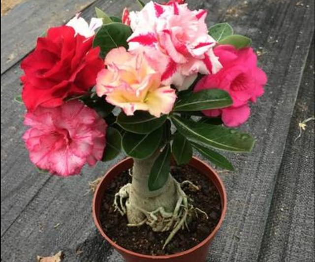 冬天养沙漠玫瑰，做好4个要点，开花更美艳