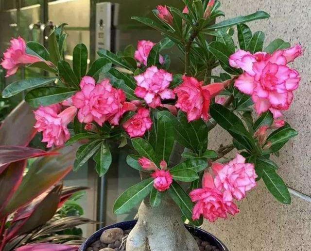 冬天养沙漠玫瑰，做好4个要点，开花更美艳