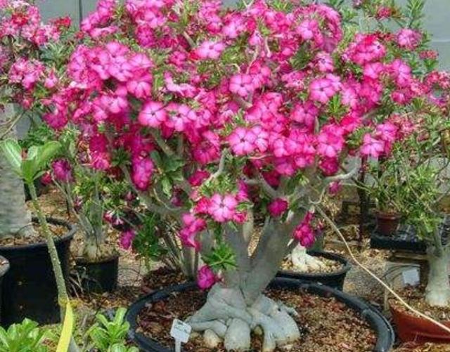 冬天养沙漠玫瑰，做好4个要点，开花更美艳