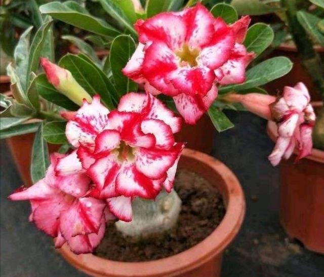 冬天养沙漠玫瑰，做好4个要点，开花更美艳