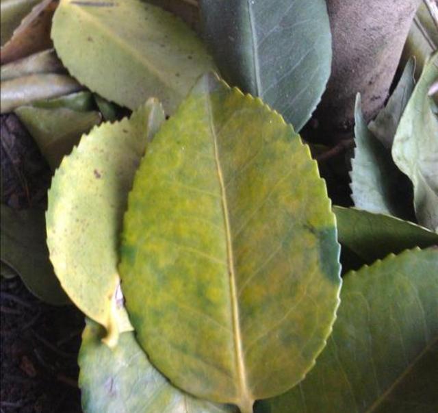 茶花孕蕾以后，4个养护环节容易出错，容易造成落叶掉蕾