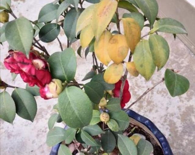 茶花孕蕾以后，4个养护环节容易出错，容易造成落叶掉蕾