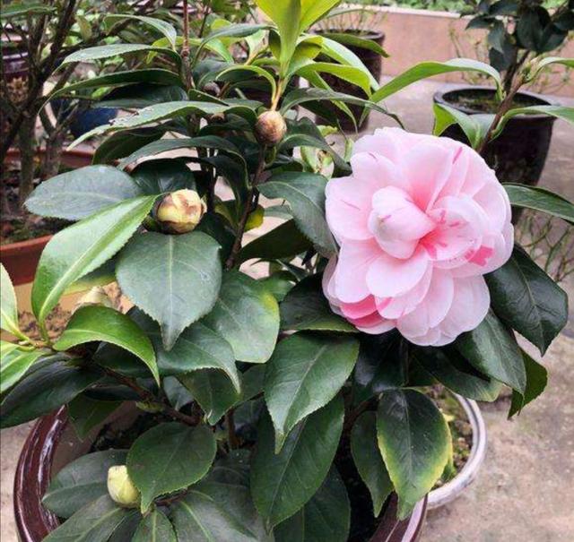 茶花孕蕾以后，4个养护环节容易出错，容易造成落叶掉蕾