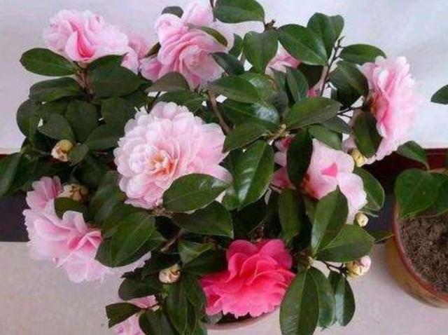 茶花孕蕾以后，4个养护环节容易出错，容易造成落叶掉蕾
