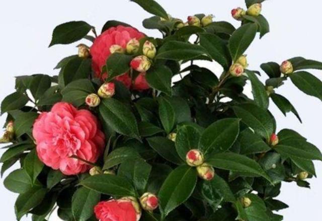 茶花孕蕾以后，4个养护环节容易出错，容易造成落叶掉蕾