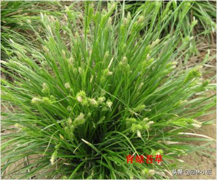 北方园林行业比较火的观赏草 | 高30-50厘米