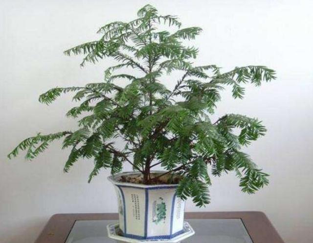 养了多年的红豆杉不结果，原来要具备3个条件，不然结不出“红豆