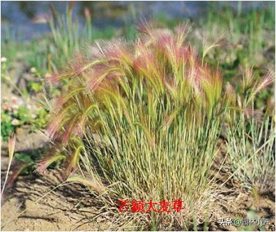 北方园林行业比较火的观赏草 | 高30-50厘米