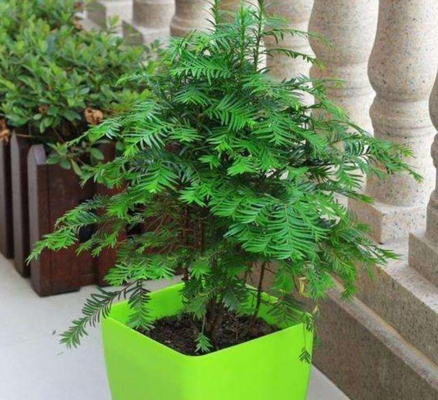 养了多年的红豆杉不结果，原来要具备3个条件，不然结不出“红豆