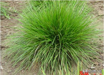 北方园林行业比较火的观赏草 | 高30-50厘米