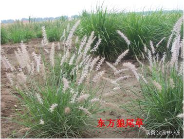 北方园林行业比较火的观赏草 | 高30-50厘米